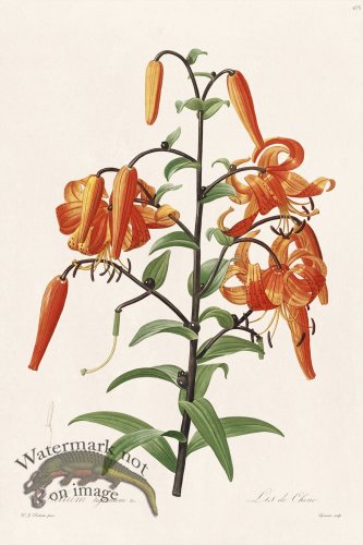 (image for) Les Liliacees Redoute 475