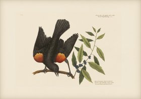 013 Red Winged Starling