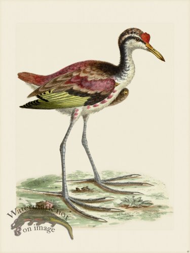 (image for) Edwards 048 Spur winged Water Hen