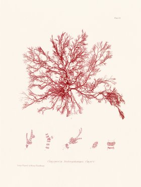 Bradbury Seaweed 101