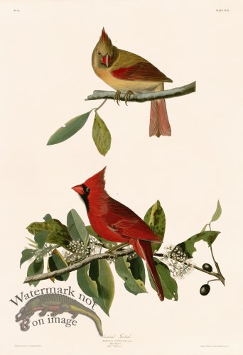 (image for) 159 Cardinal Grosbeak