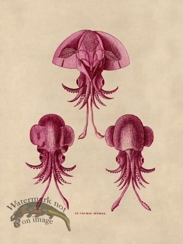(image for) Octopus Pink 44