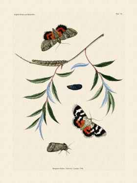 Wilkes Butterflies 074