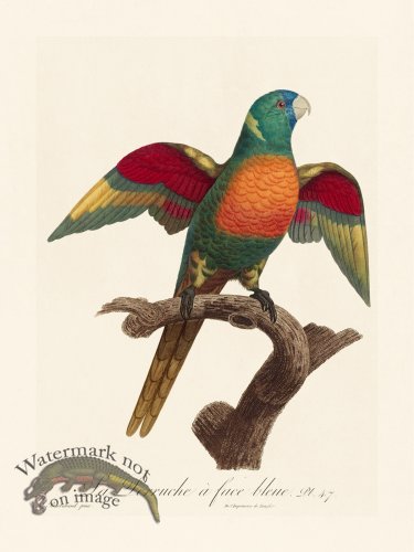 (image for) Barraband Parrot 047