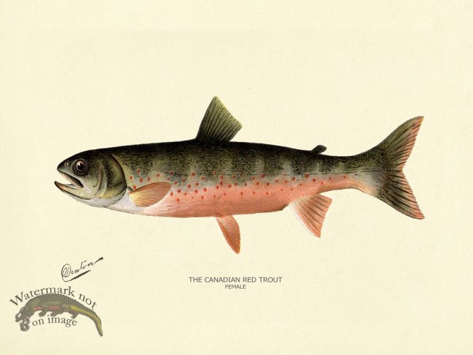 Trout - Canadian Red Female