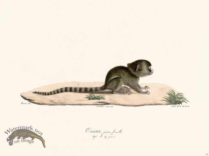 Cuvier 367 Ouititi Young