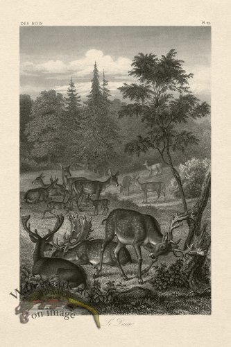 (image for) Hoefer Tree 23