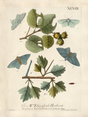 Albin Plate 48