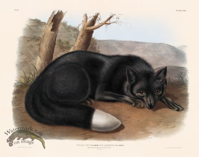 (image for) 116 Silver Fox