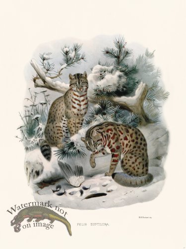 (image for) Elliot Cat 27 Cat Euptilura