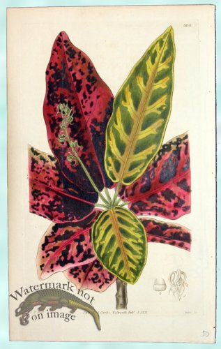 (image for) Curtis Leaves 19