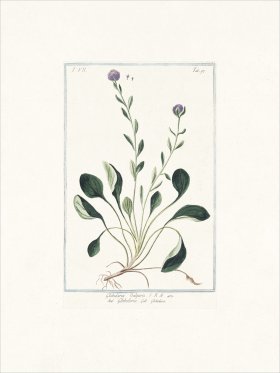 Bonelli 697 Common globe daisy