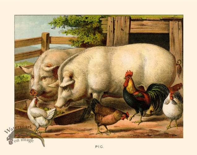 (image for) CP 11 Pig