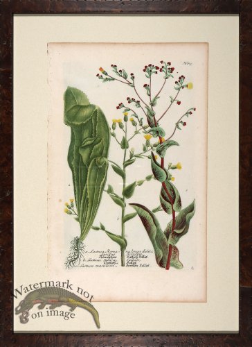 (image for) Weinmann Floated Burl 726 04