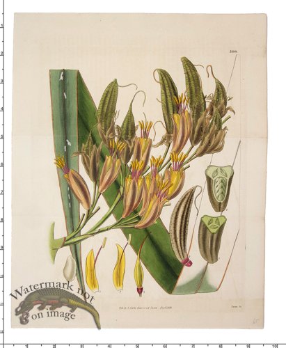 (image for) Curtis Botanical 036