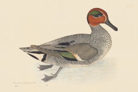 Rudbeck CFA 222 Common Teal