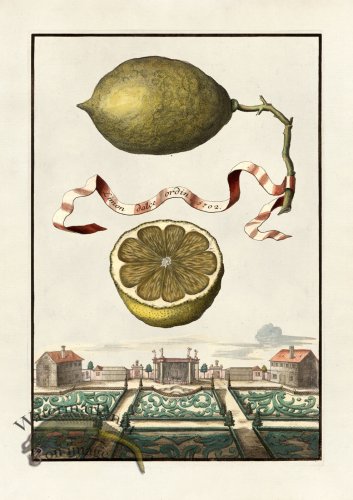 (image for) Volckamer 036