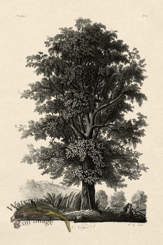 (image for) Defiennes Tree 01