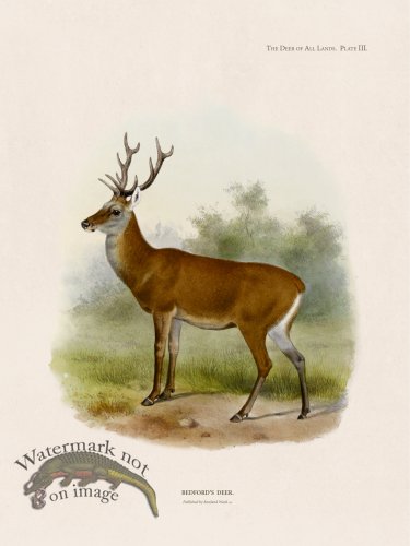 (image for) Lydekker Deer 03