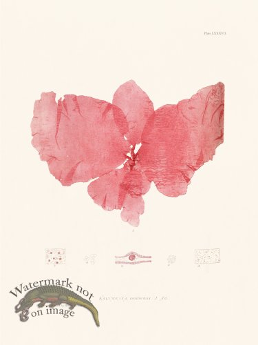 (image for) Bradbury Seaweed 087