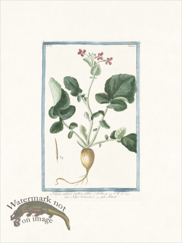 (image for) Bonelli 540 Rock Sea lavender