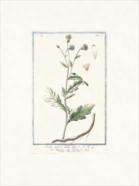 Bonelli 677 Sow thistle