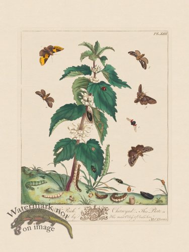 (image for) Moses Harris Insects 22