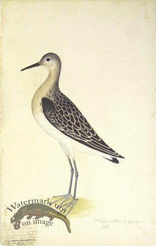 (image for) 201 Swedish Birds . Scolopax Glottis, Common Greenshank