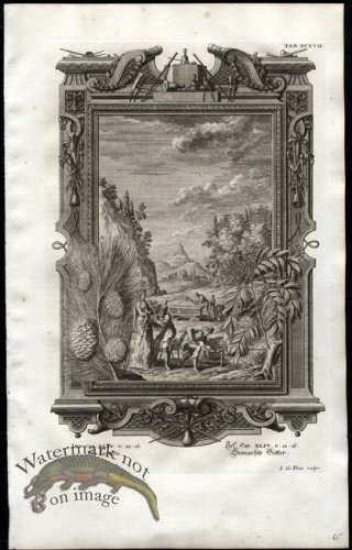 (image for) Scheuchzer 14