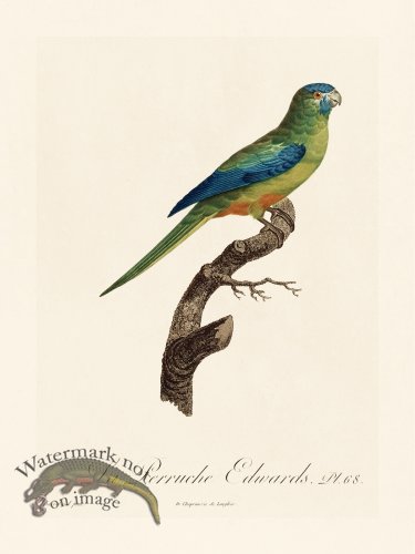(image for) Barraband Parrot 068