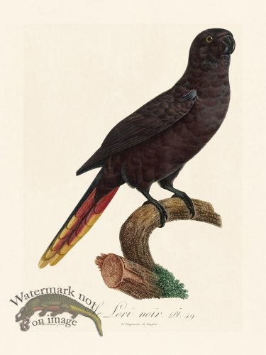 (image for) Barraband Parrot 049