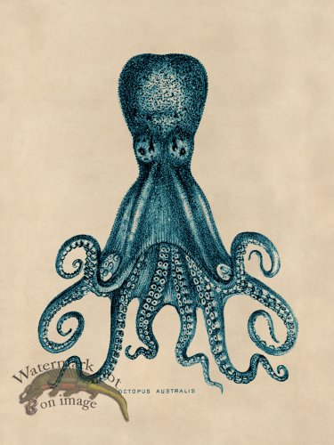 (image for) Octopus Teal 15