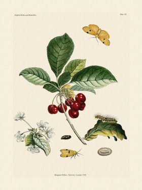 Wilkes Butterflies 085