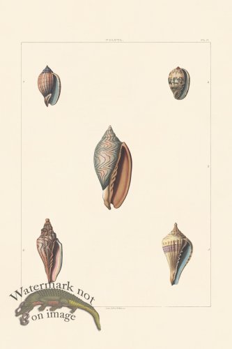 (image for) Perry Shell 17