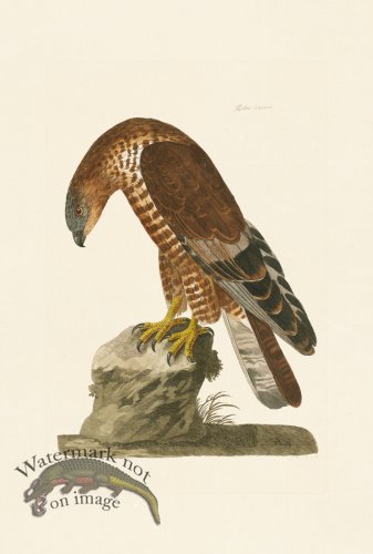 (image for) Pennant Zoology 118