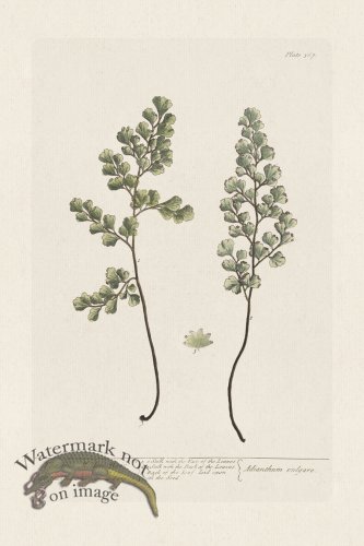 (image for) BEE 367 The True Maiden-Hair