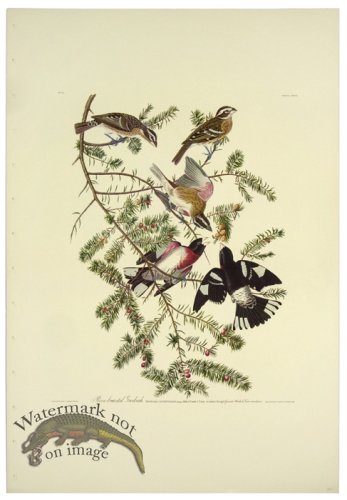 (image for) Rose-breasted Grosbeak L.E.