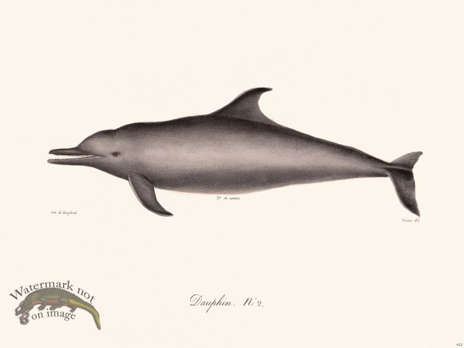 Cuvier 422 Dauphin N 2