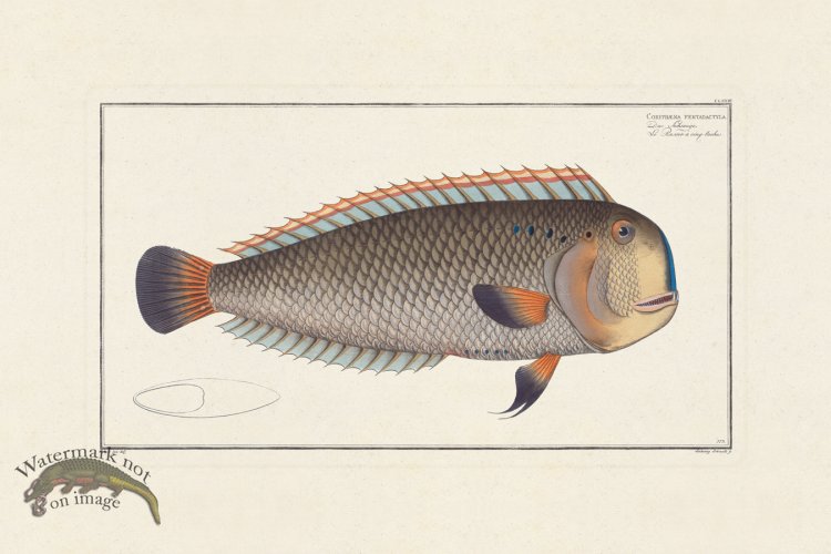 (image for) BLOCH FISH 173