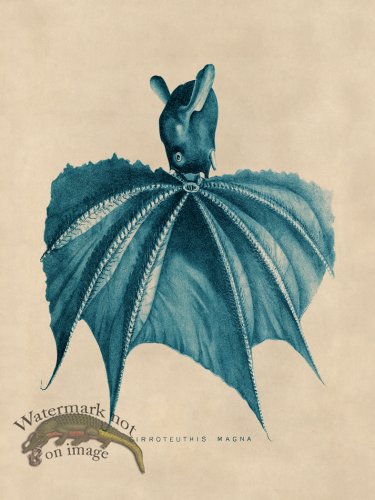 (image for) Octopus Teal 17