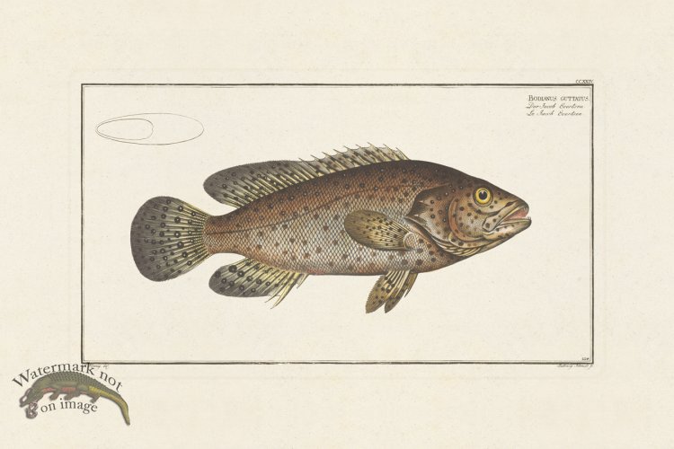 (image for) BLOCH FISH 224