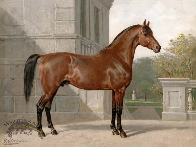 Cleveland Horse by Eerelman