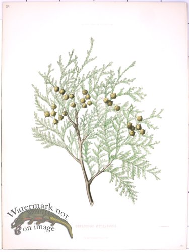 (image for) Lawson Pine Cone 34