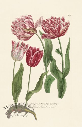 (image for) Weinmann Pl 986