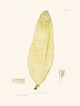 Bradbury Seaweed 148