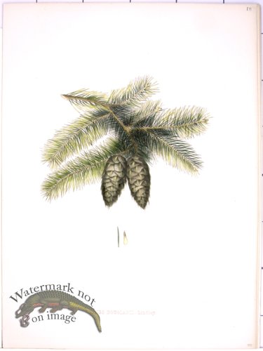 (image for) Lawson Pine Cone 31