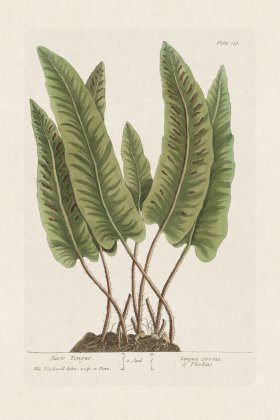 BEE 138 Harts Tongue