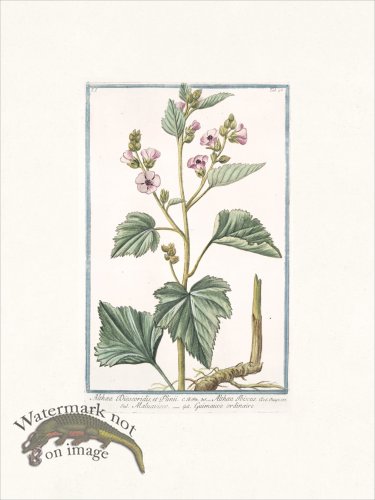 (image for) Bonelli 046 Marsh mallow