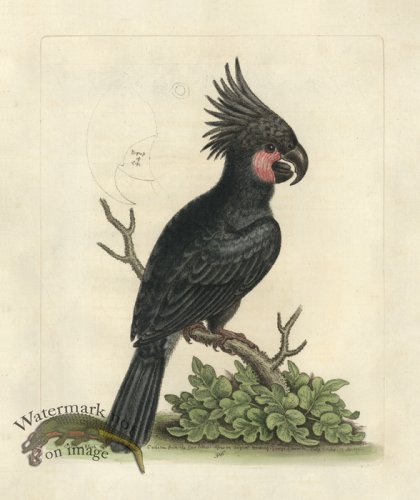 (image for) Edwards Parrot 36.jpg