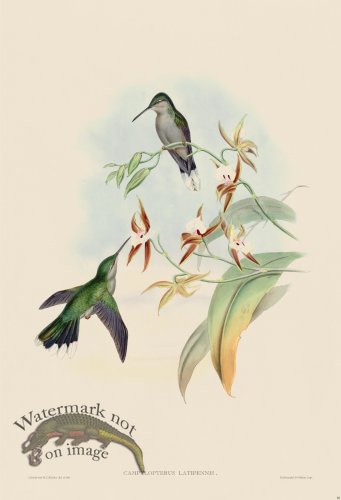 (image for) Gould Hummingbird 048